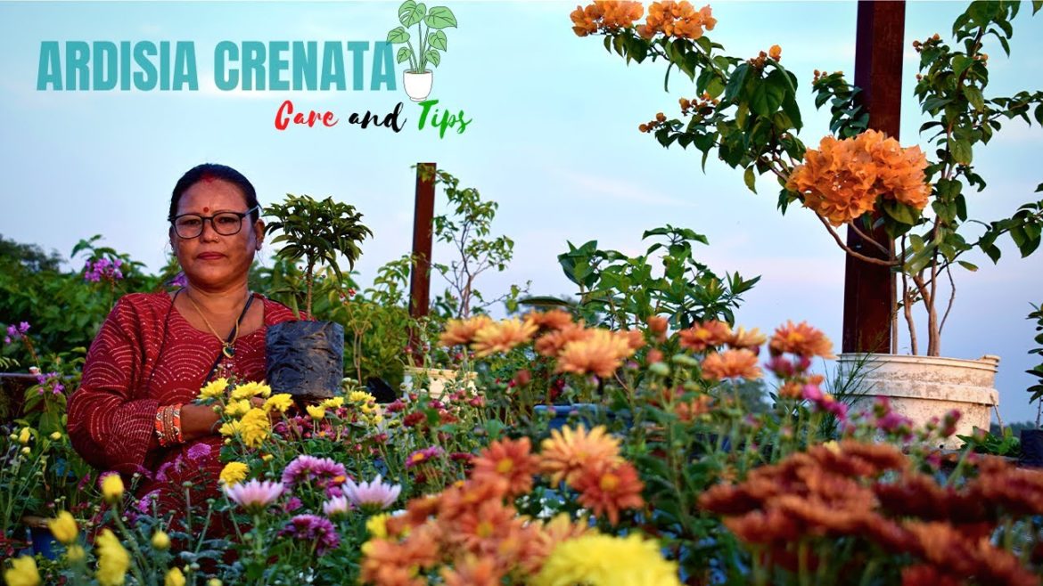 Ardisia Crenata Plant Care and Tips (Also Known as December Berries Plant) - Nepali Garden Channel