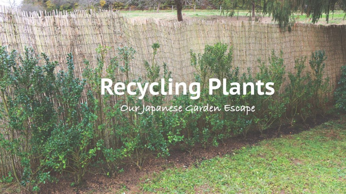 Creating a New Hedge with Recycled Plants | Our Japanese Garden Escape