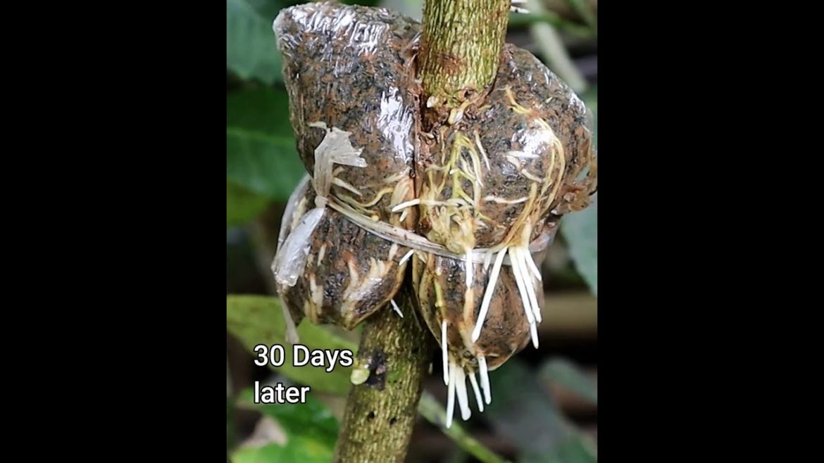 Amazing result of rooting method #shortsvideo #gardening