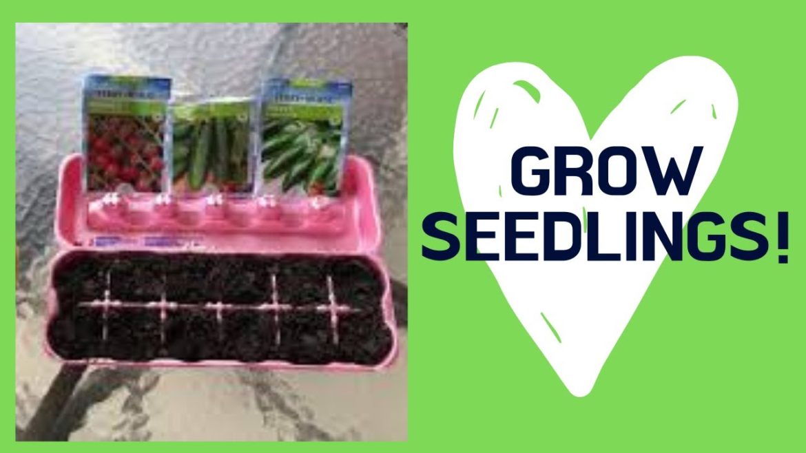 Growing Tomatoes, Growing Cucumbers in My Backyard Garden - Gardening, Container Gardening