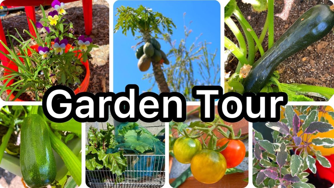 Tips on Vegetable Garden Tour Cardboard Box Garden, Tote Container Gardening, Elevated Raised Bed