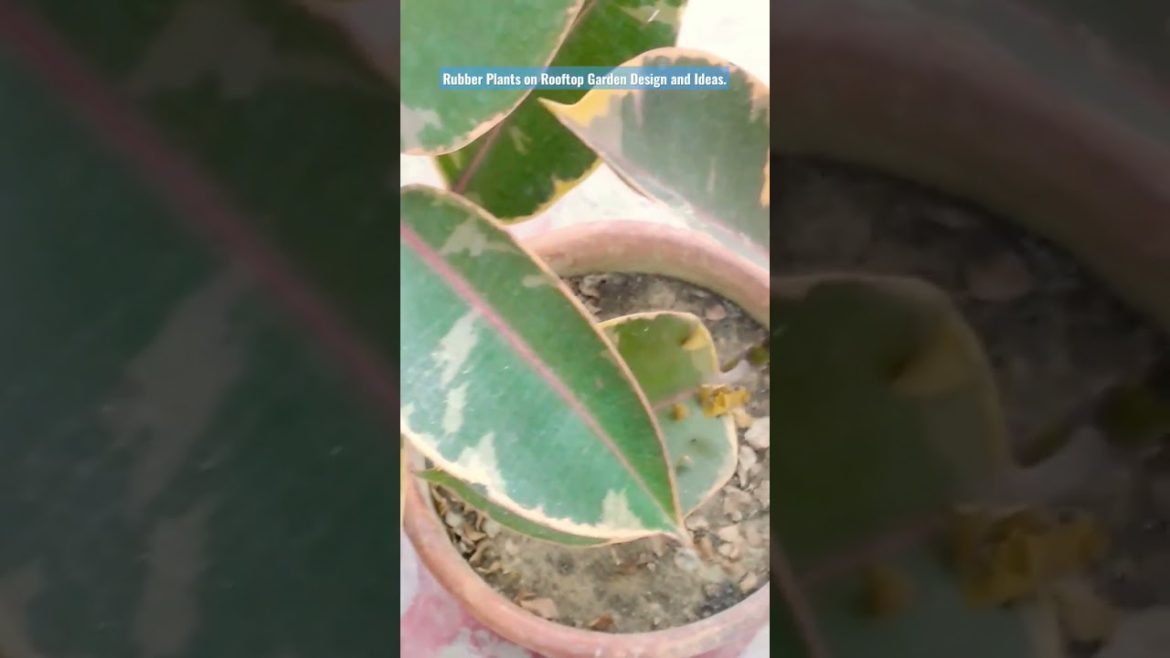 Rubber Plants on Rooftop Garden Design and Decoration Ideas for all. #shorts Rubber Plants on Rooftop Garden Design and Decoration Ideas for all. #shorts