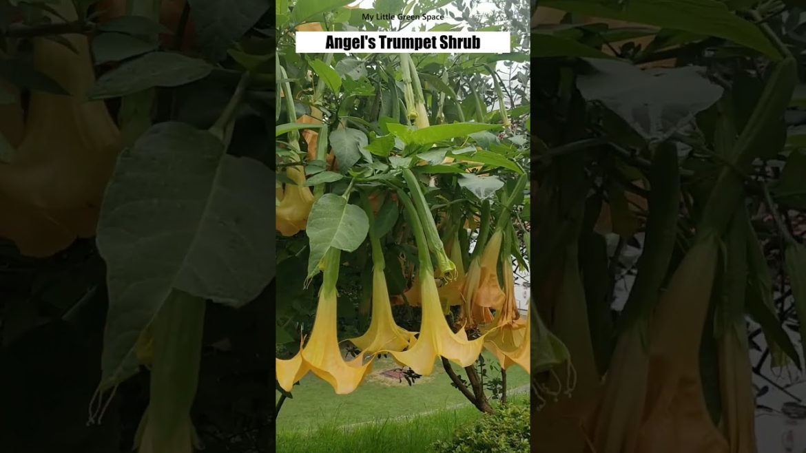 Angel's Trumpet Shrub | #shorts