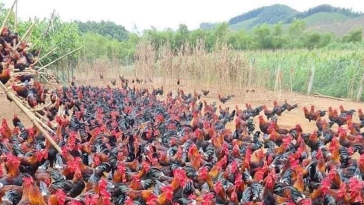 Feed the chicken. gardening, planting vegetable seeds, weeding for corn./ farm work