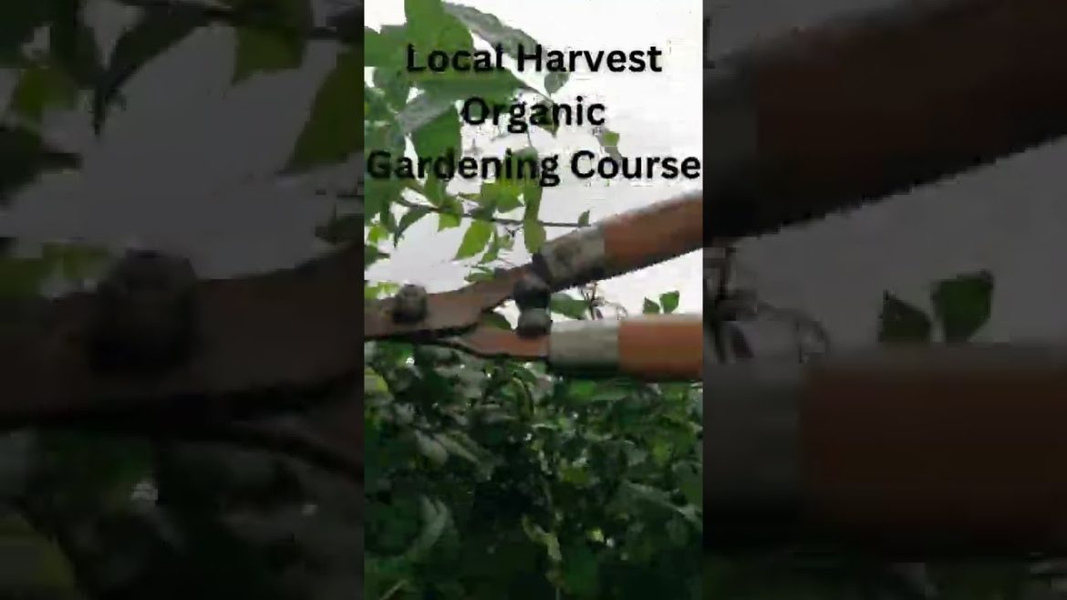 Local Harvest Organic Gardening Course | Gardening |Gardening Ideas For Home | shorts Local Harvest Organic Gardening Course | Gardening |Gardening Ideas For Home | shorts