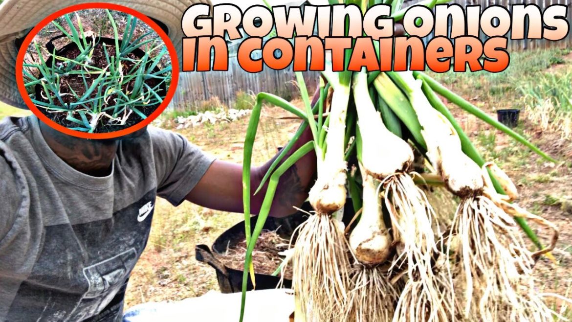 COMPOST CONTAINER GARDEN HARVEST | HARVESTING ONIONS FROM A CONTAINER