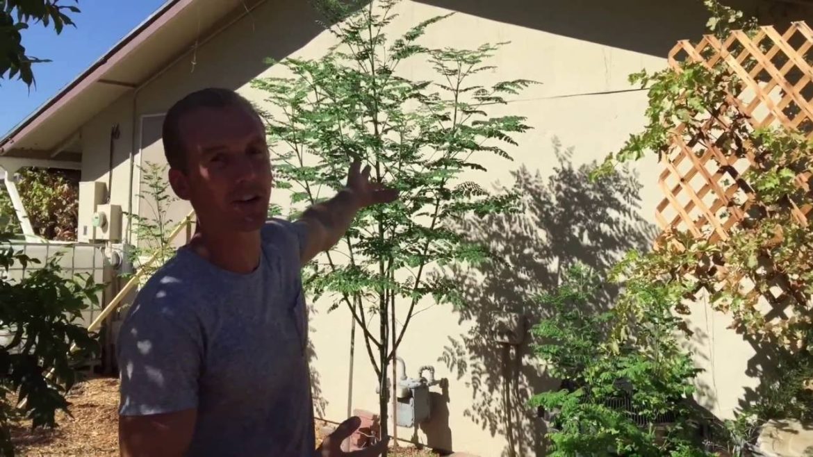 Moringa Tree Backyard Garden Forest Moringa Tree Backyard Garden Forest