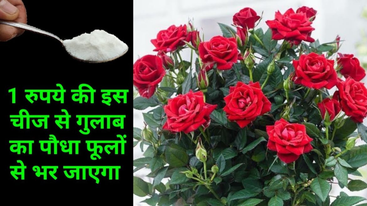 Rose Plant Me Ye 3 Kam Abhi Kijiye Pattion Se Zyada Ful Ainge 100% Guarantee | How to grow Rose