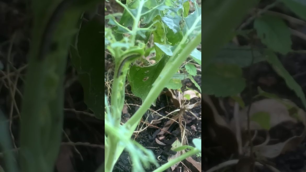 DON'T EAT my FOOD! #shorts #growyourownfood #gardening DON'T EAT my FOOD! #shorts #growyourownfood #gardening