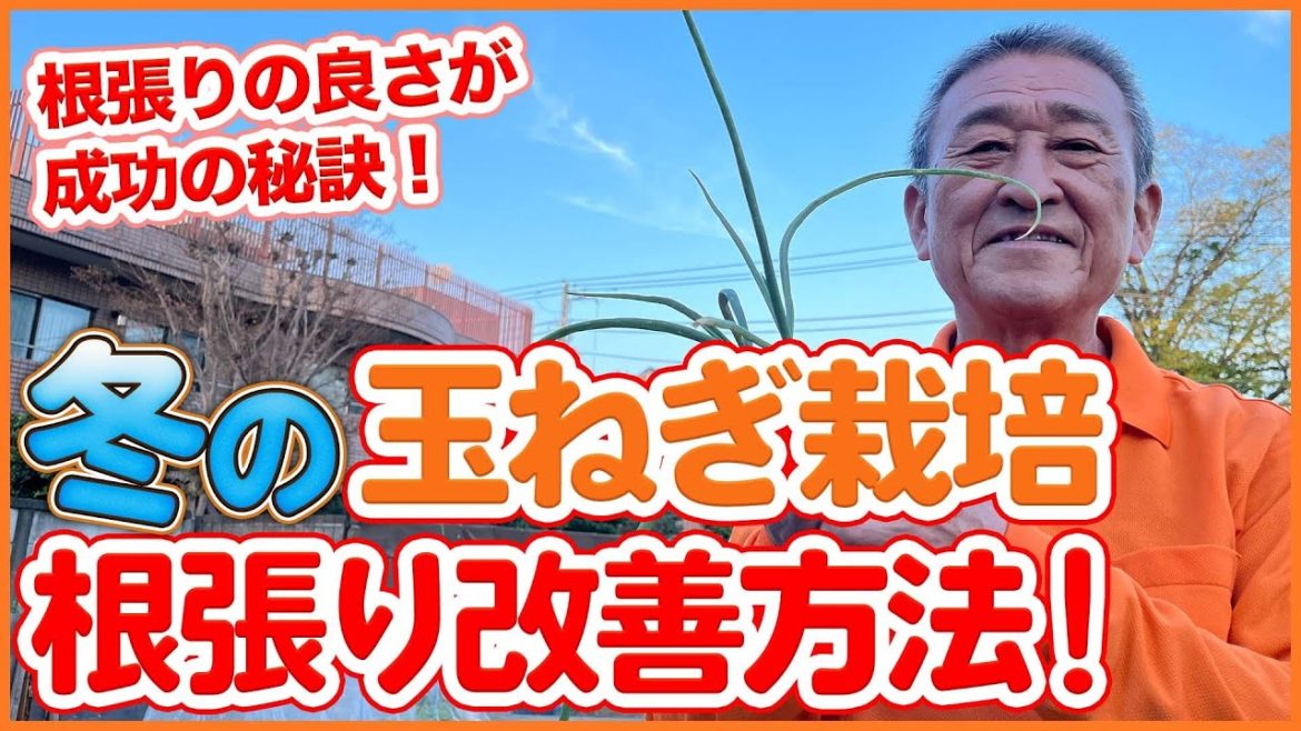 家庭菜園や農園の玉ねぎ栽培で冬は根張りの良さが成功の秘訣!?冬越しを成功させる玉ねぎの根張り改善方法を徹底解説!【農園ライフ】/Tips for making onions grow well. 家庭菜園や農園の玉ねぎ栽培で冬は根張りの良さが成功の秘訣!?冬越しを成功させる玉ねぎの根張り改善方法を徹底解説!【農園ライフ】/Tips for making onions grow well.