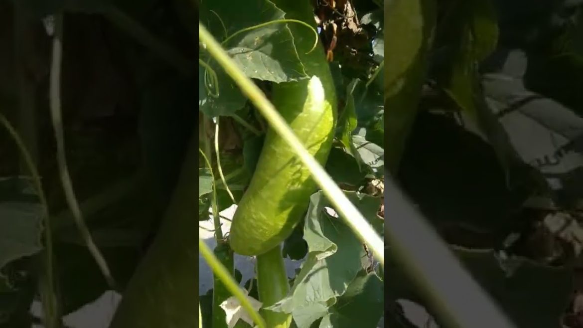 Grow Organic Vegetables At Home #shorts #youtubeshorts #gardening