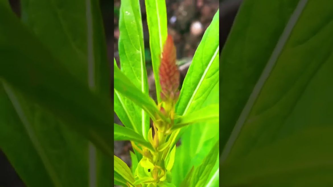 Nature life #shortfeed #shortvideo    #shortfeed2022 #nature #naturelover #trees #shortvideo