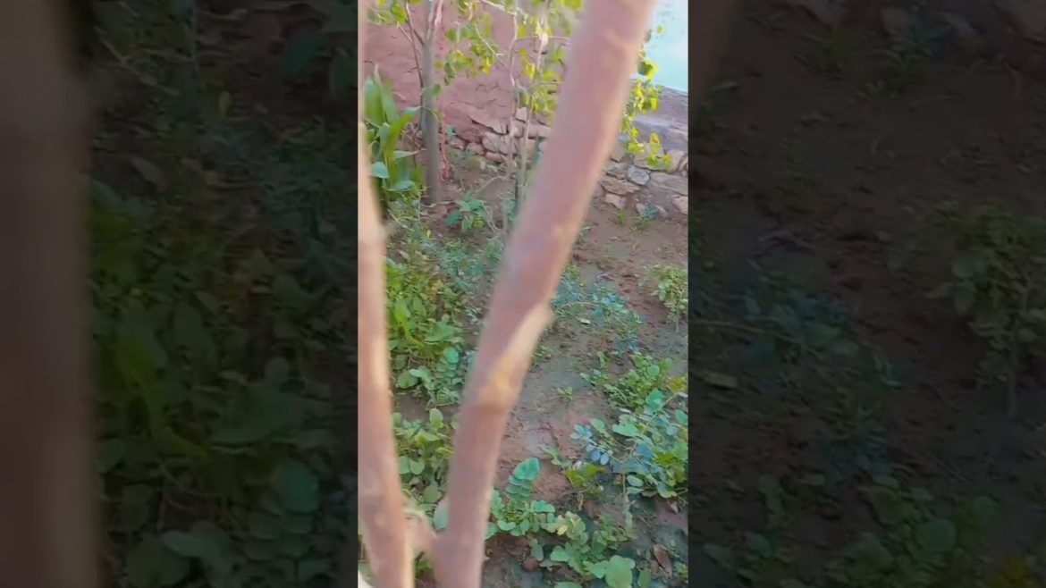 Ghar ka chota sa garden #shorts #viralvideo #gardening