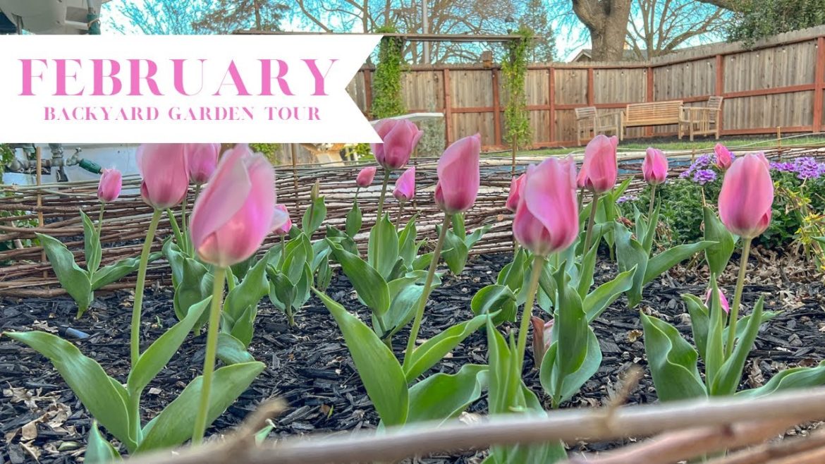 February Backyard Garden Tour! π·:: Gardening in Zone 9b :: Small Yard Garden Tour February Backyard Garden Tour! π·:: Gardening in Zone 9b :: Small Yard Garden Tour