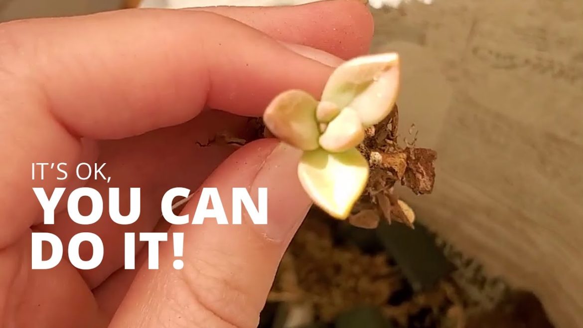 I'm giving you permission to do this to your plants #shorts I'm giving you permission to do this to your plants #shorts