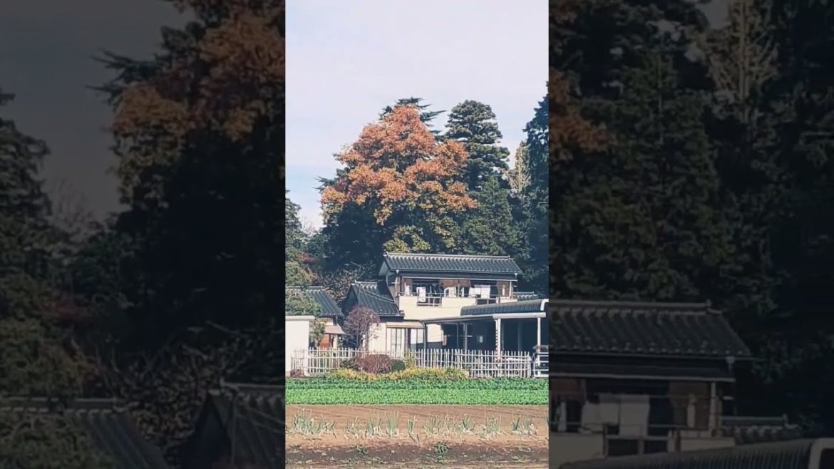 Japanese traditional farm Japanese traditional farm