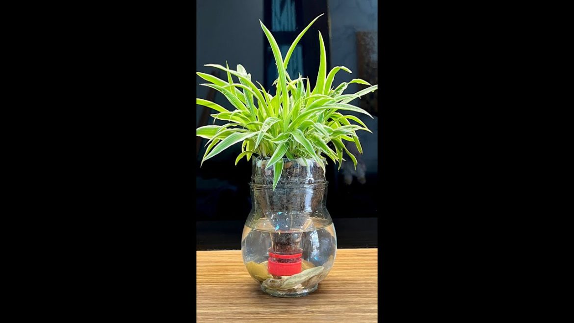 Good tips on how to care for table plants and how to propagate simple plants