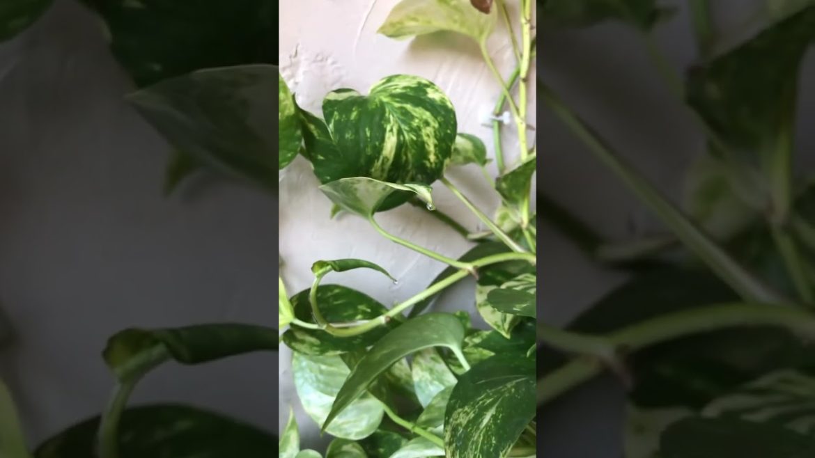 Owning plants is noticing water droplets on the tips of plant leaves after watering day ππΏ Owning plants is noticing water droplets on the tips of plant leaves after watering day ππΏ