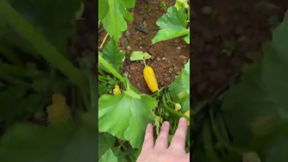 Can I feed my family from my backyard? Garden Update!