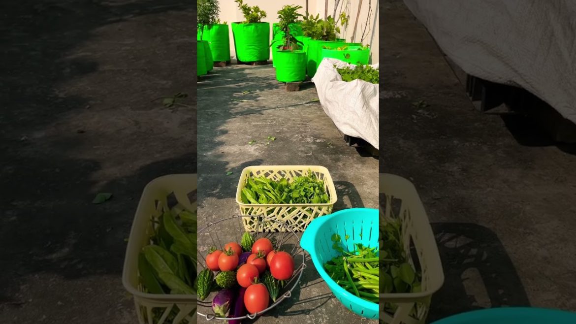 Organic vegetables harvesting from terrace garden #terracegarden #shorts #vegetables #organic Organic vegetables harvesting from terrace garden #terracegarden #shorts #vegetables #organic
