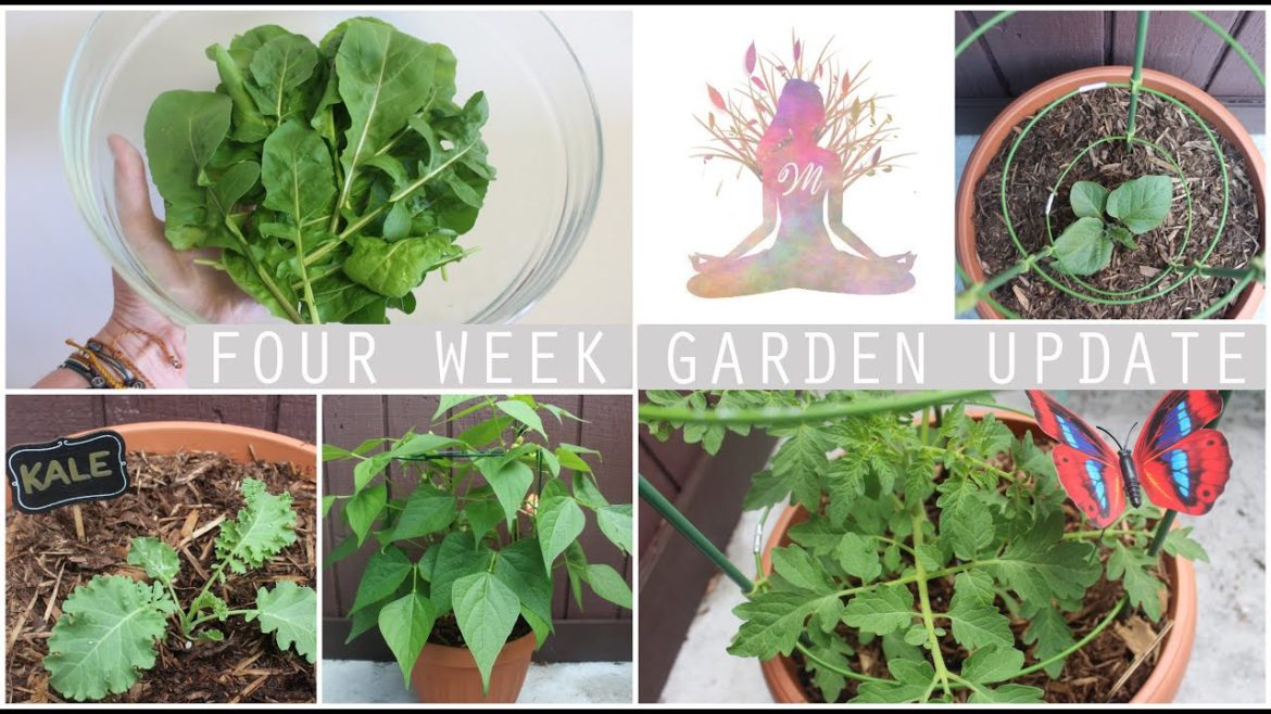 My Edible Container Garden Tour | Four Week Garden Update