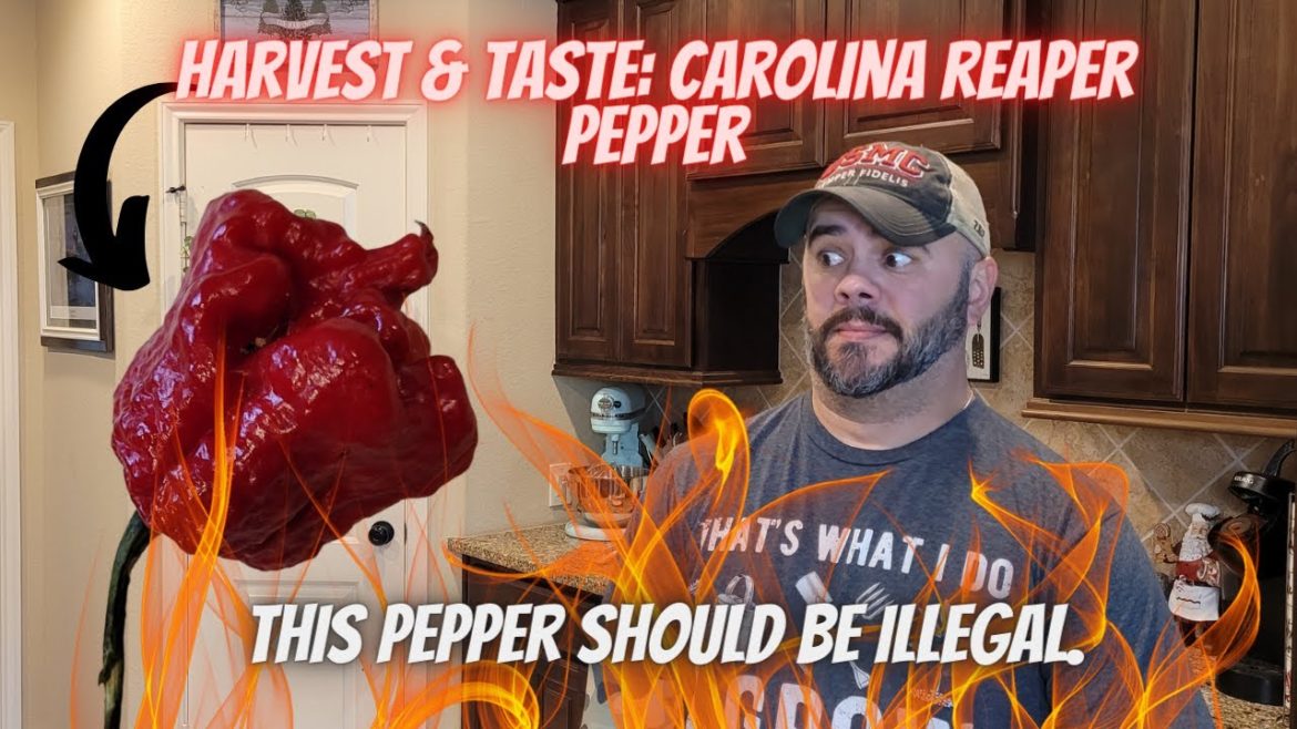 Harvest & Taste: Carolina Reaper || Down-Home Backyard Gardening Harvest & Taste: Carolina Reaper || Down-Home Backyard Gardening