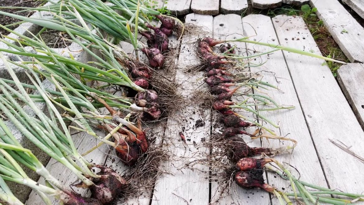 Harvesting Onions 🧅🧅🧅 | Backyard Garden Highlights Harvesting Onions 🧅🧅🧅 | Backyard Garden Highlights