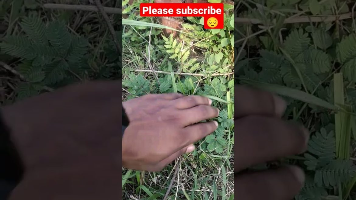 ये कौन पौधा है कॉमेंट में बताओ जो जनता है #amazingfacts #shorts #viralshorts #challangingvideo ये कौन पौधा है कॉमेंट में बताओ जो जनता है #amazingfacts #shorts #viralshorts #challangingvideo