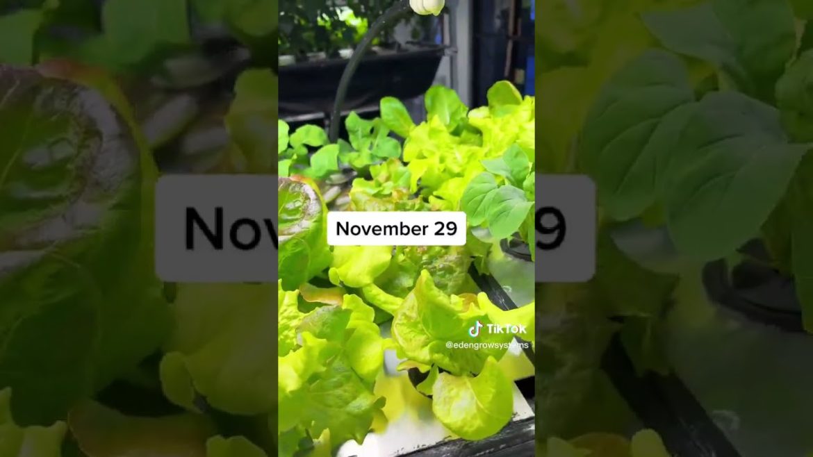 How to Grow Indoor Radishes, YEAR-ROUND, in 30 Days