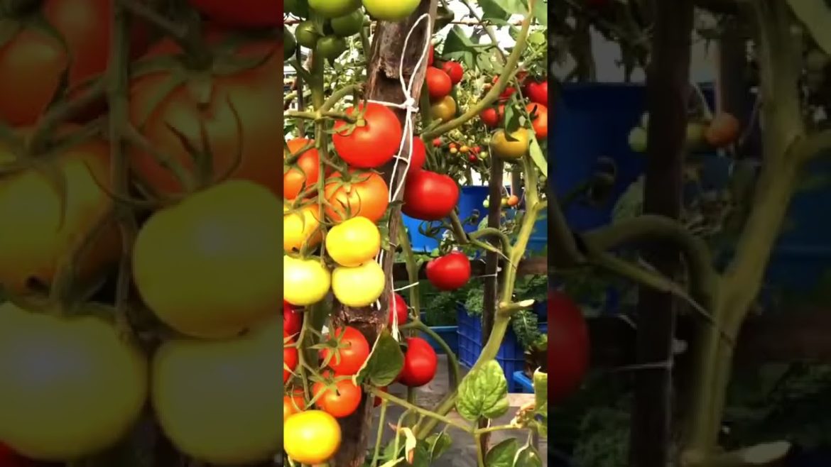 Amazing tomatoes #shorts #garden