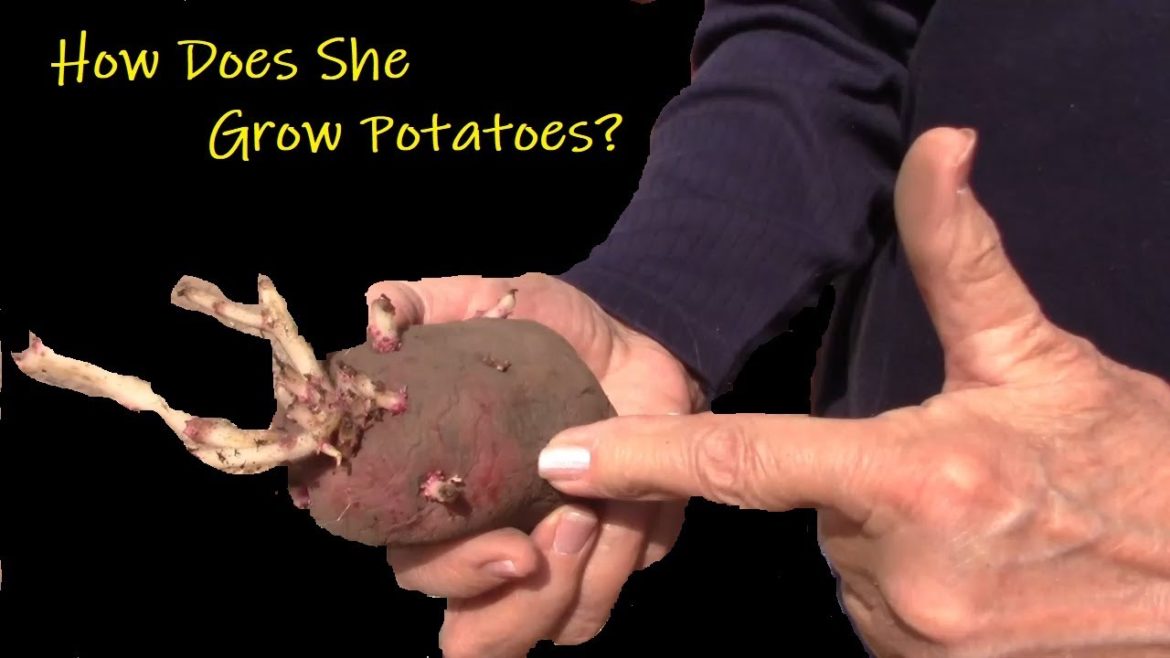 Container Gardening|| HOW She Grows Potatoes In Laundry Baskets