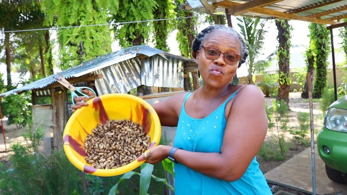 QUEENDOM GARDEN 🌱 HARVESTING PEANUTS AND MAKING SALTED BOILED PEANUTS🌱 | LIB 2022 | HelenasQueendom QUEENDOM GARDEN 🌱 HARVESTING PEANUTS AND MAKING SALTED BOILED PEANUTS🌱 | LIB 2022 | HelenasQueendom