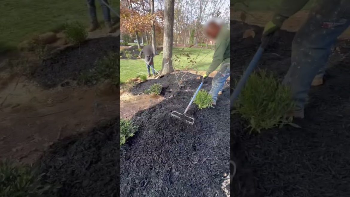 Planting, mulching, and sod ✅ Planting, mulching, and sod ✅