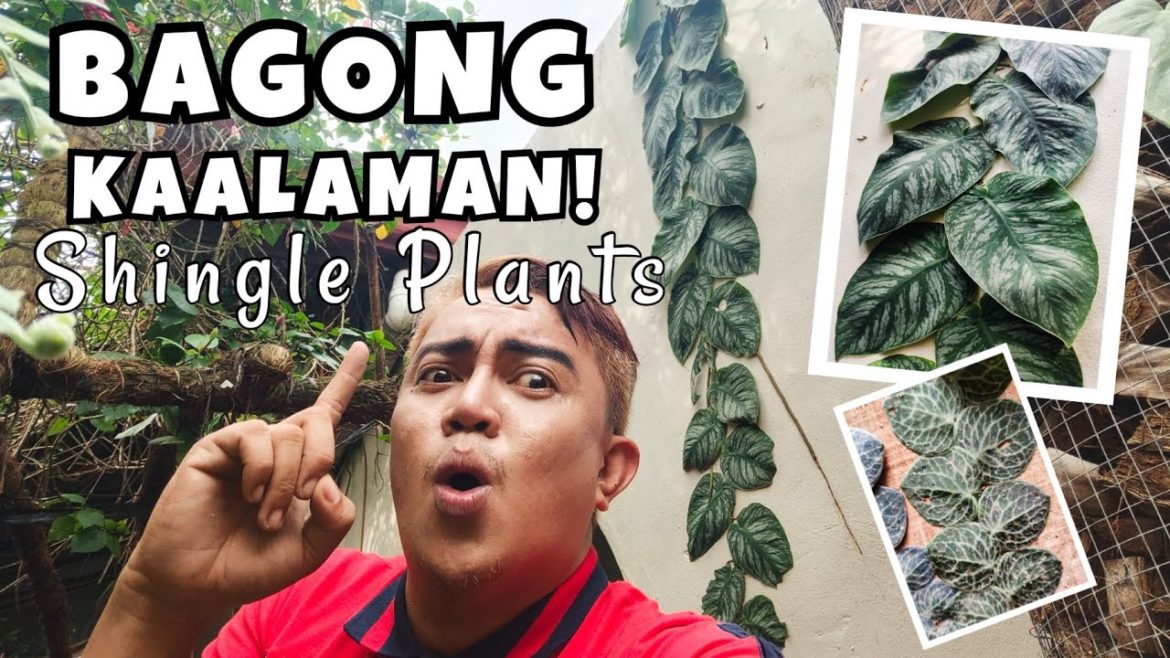 ALL ABOUT SHINGLE PLANTS |MONSTERA DUBIA & RAPHIDAPHORA CRYPTANTHA CARE