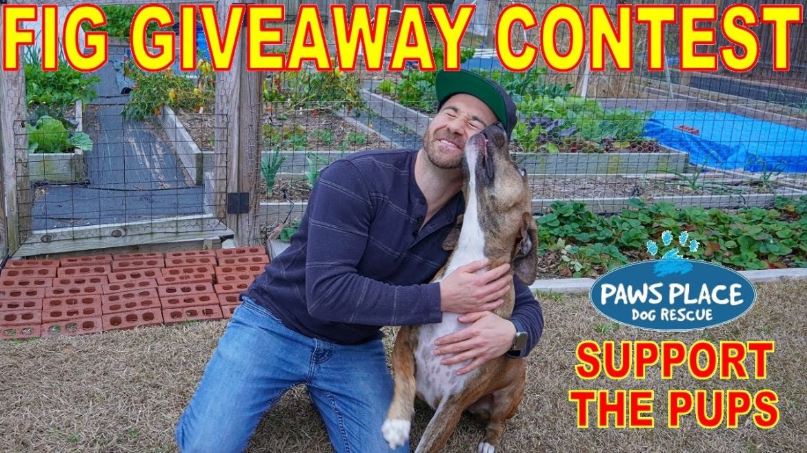 Holiday Fig GIVEAWAY Contest To Benefit Paws Place Dog Rescue