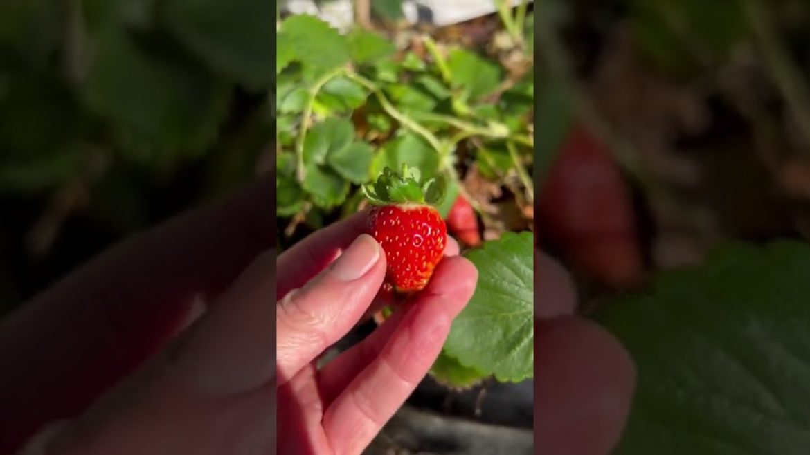 First Strawberries in December!!!