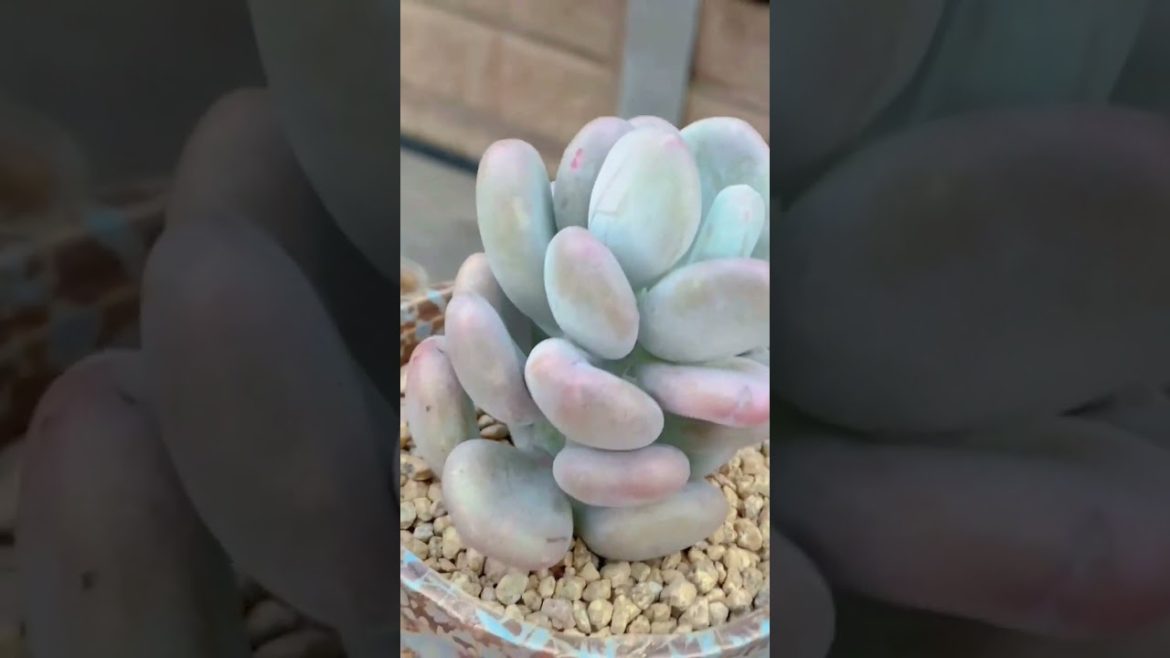 Easy Succulent Container Gardens #shorts #plants #succulent
