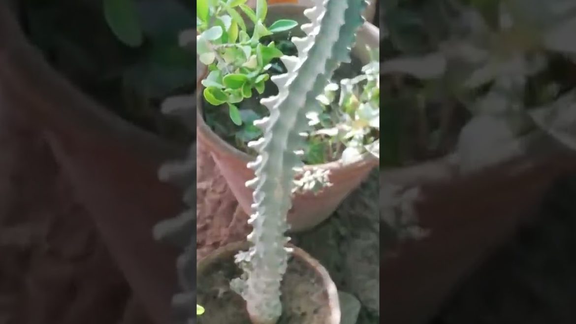 My Small Beautiful Home Garden Raining In My Backyard #shorts #garden