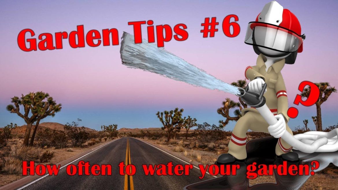 Garden Tips #6: Watering. How often to water your garden vegetables. Garden Tips #6: Watering. How often to water your garden vegetables.