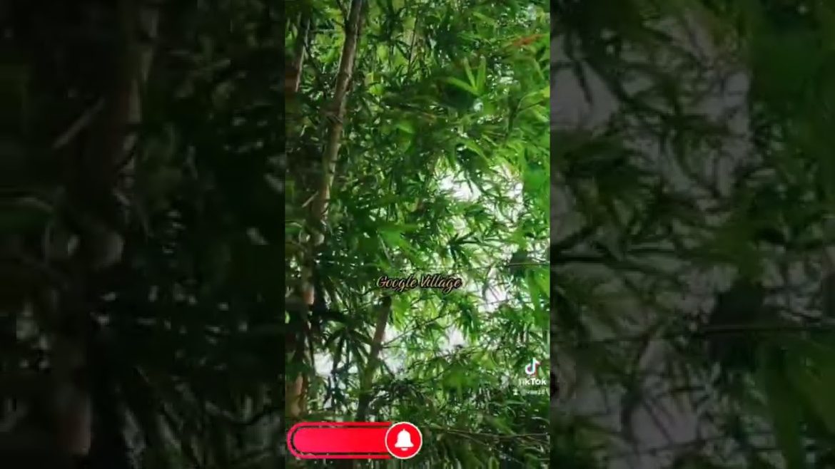 மூங்கில் தோட்டத்தின் அழகிய காட்சி .                   Bamboo Garden