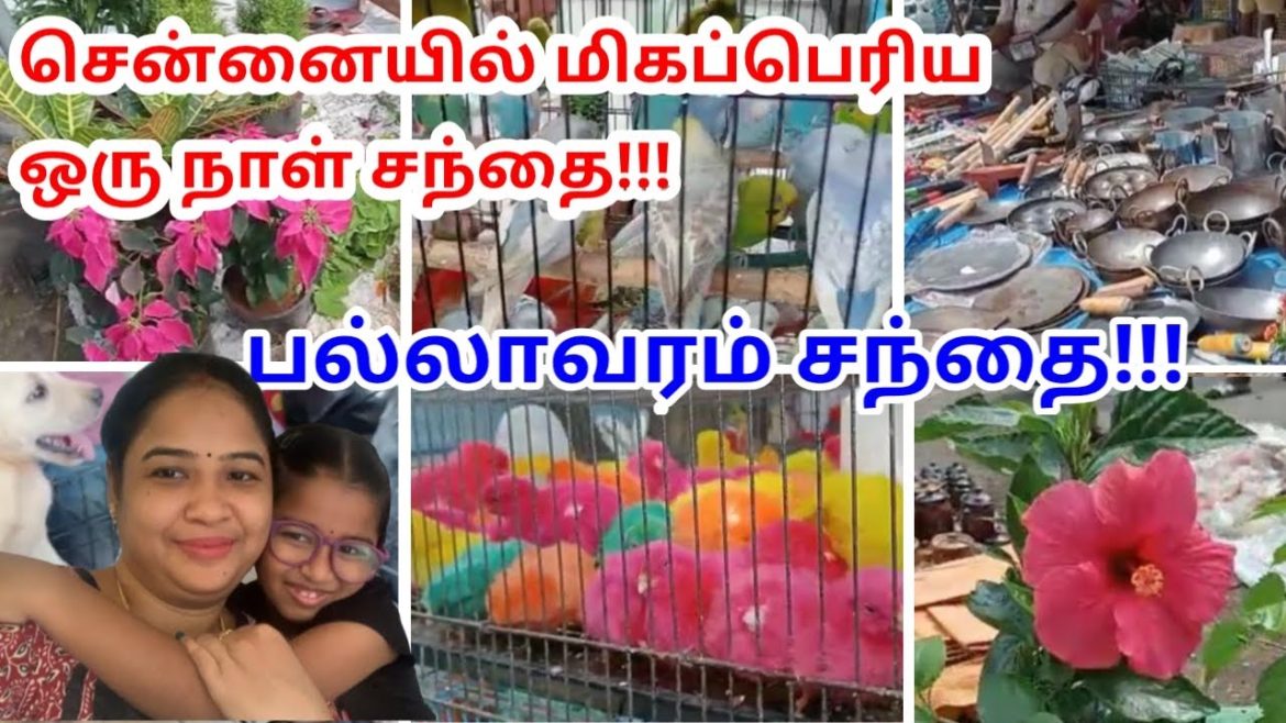 Pallavaram Friday Market 🥰 Very Cheap Price | Budget Shopping🛍 | Pets & Gardening Market 😀