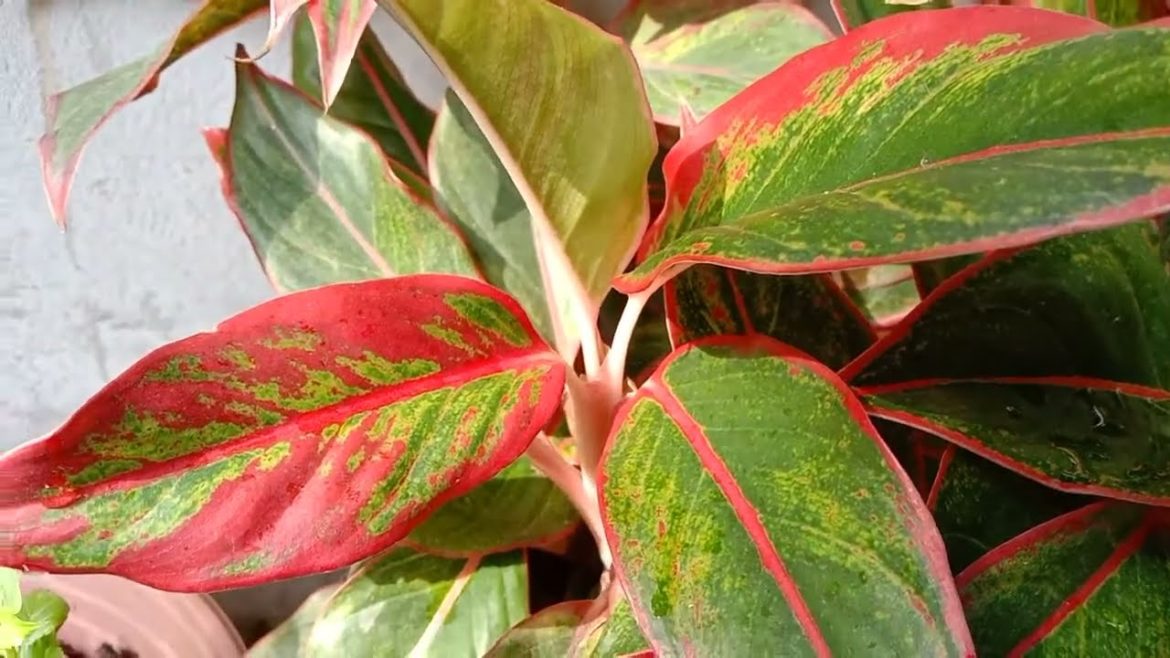 Aglaonema Commutatum Siam Aurora Red edged leaves, #poison dart plant, Аглаонема коммутатум Сиам Aglaonema Commutatum Siam Aurora Red edged leaves, #poison dart plant, Аглаонема коммутатум Сиам