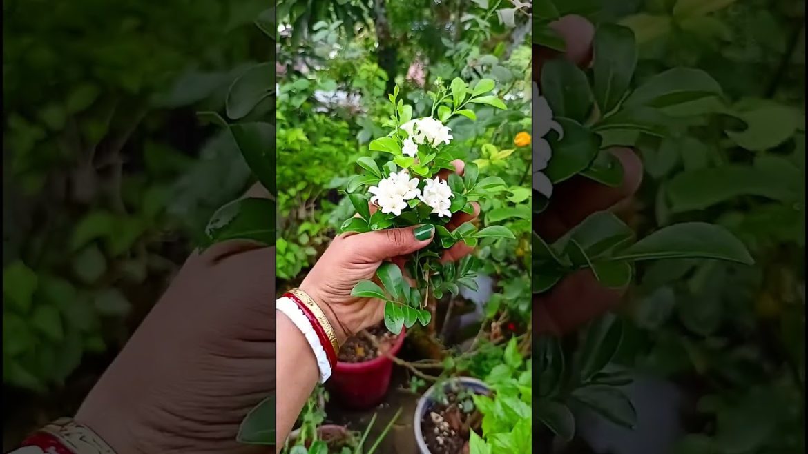 আমার বাগানের কামিনী ফুল # Kamini ful in my garden # container garden #shorts