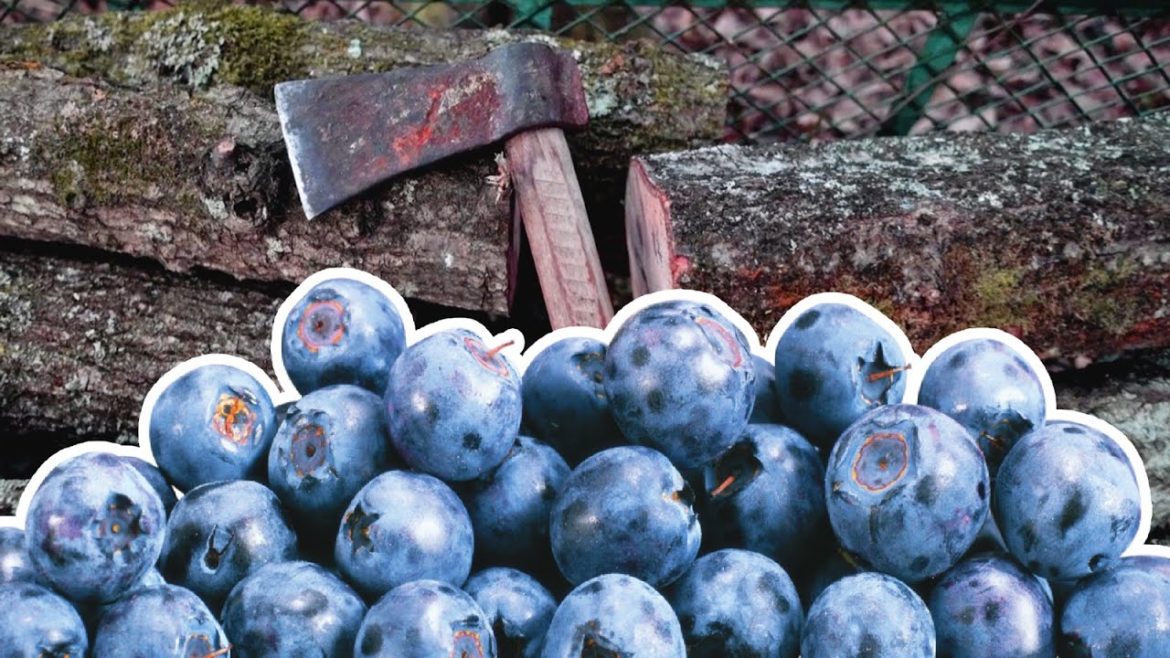 If this trick works we get almost infinite firewood AND blueberries! If this trick works we get almost infinite firewood AND blueberries!