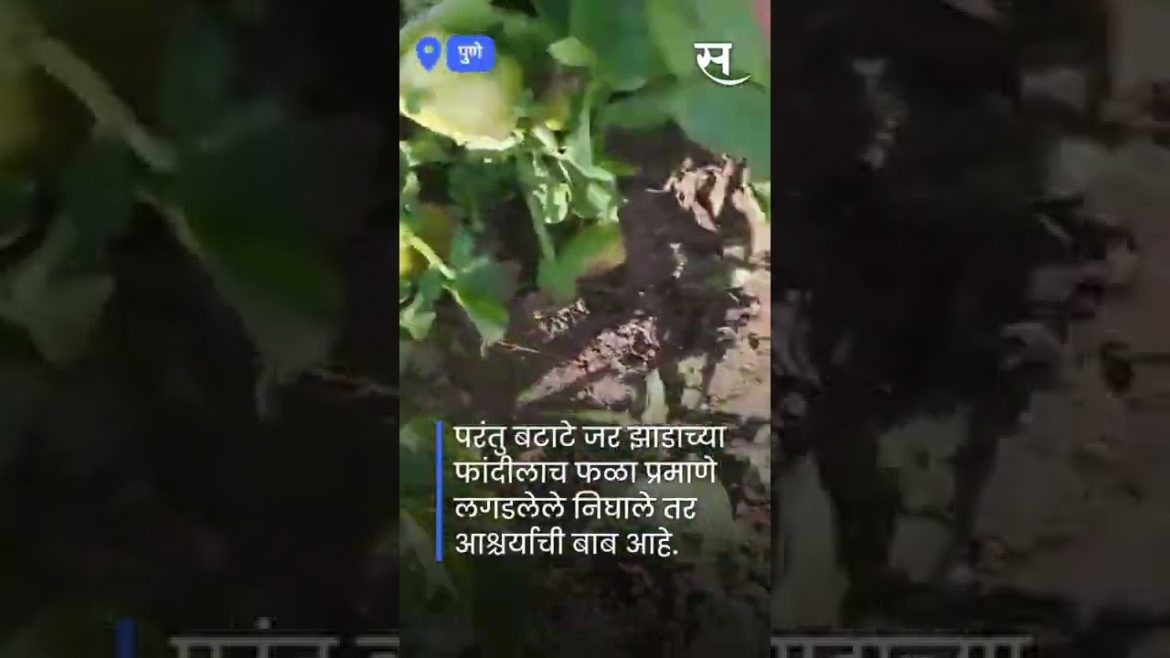 #Shorts : अजबच! चक्क झाडाला लागले बटाटे...