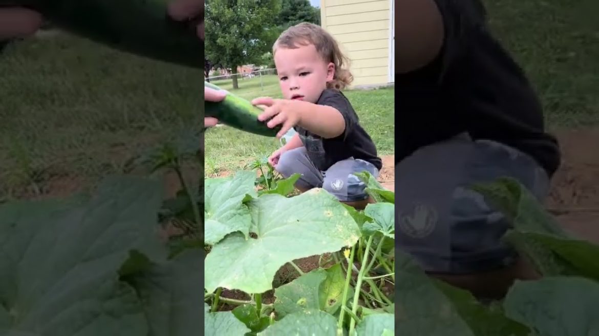 Kids in the garden.  #shorts #gardening #harvest
