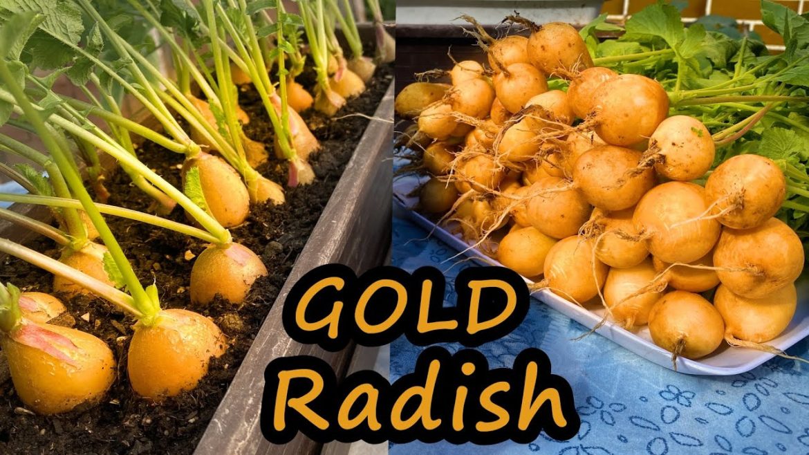 Growing Golden Radish from Seed till Harvest - Container Grarden
