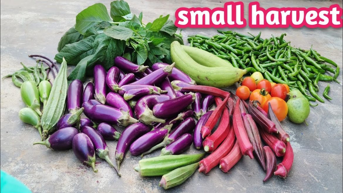 గార్డెన్లో ఉన్న మొక్కలని చూసుకుంటూ కూరగాయలు కోసుకుందాం|vegetables harvest on terrace garden#growfood
