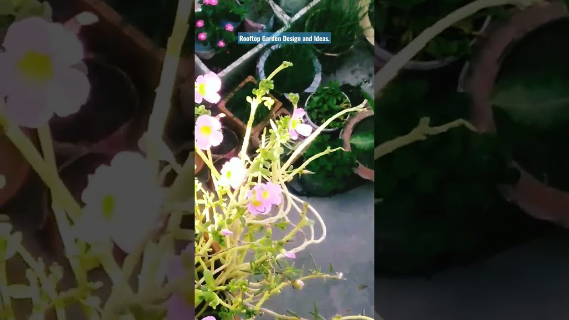 Rooftop Garden Design and Ideas with hanging decoration tree. #shorts