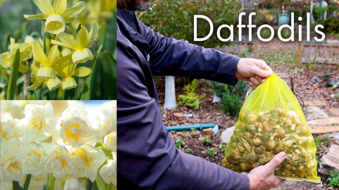 All About Daffodils